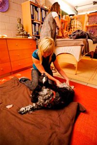 Volledig pakket erkende en gecertificeerde hondenfysiotherapeut, massage en bewegingsconsulent en fitnessinstructeur voor honden