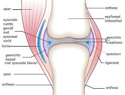 Spieren en gewrichten