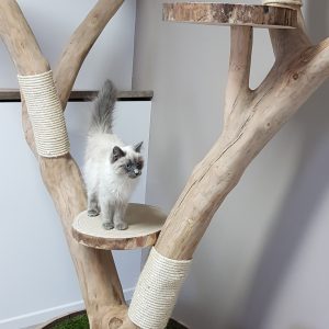 Trainingspakketten kat