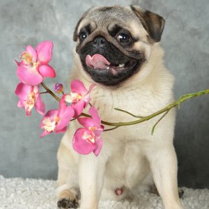 Korte voeding(sintolerantie) test voor dieren (bioresonantie) of opvolging na een volledige test