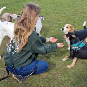 Gratis online info en kennismakingsmoment therapiedier en AAI