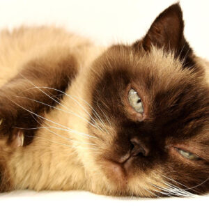 Volledig pakket erkende en gecertificeerde beroepsopleiding Holistisch Kattengedragstherapeut