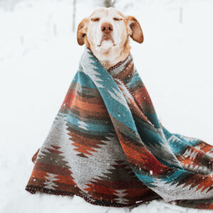 Basis ehbo voor honden in theorie en praktijk