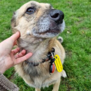 DOI animal assistance therapy