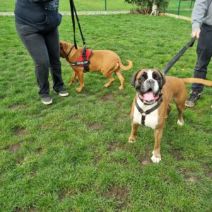 Help mijn hond heeft stress!