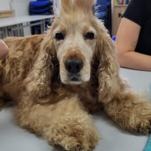 Losse workshops voor honden eigenaars