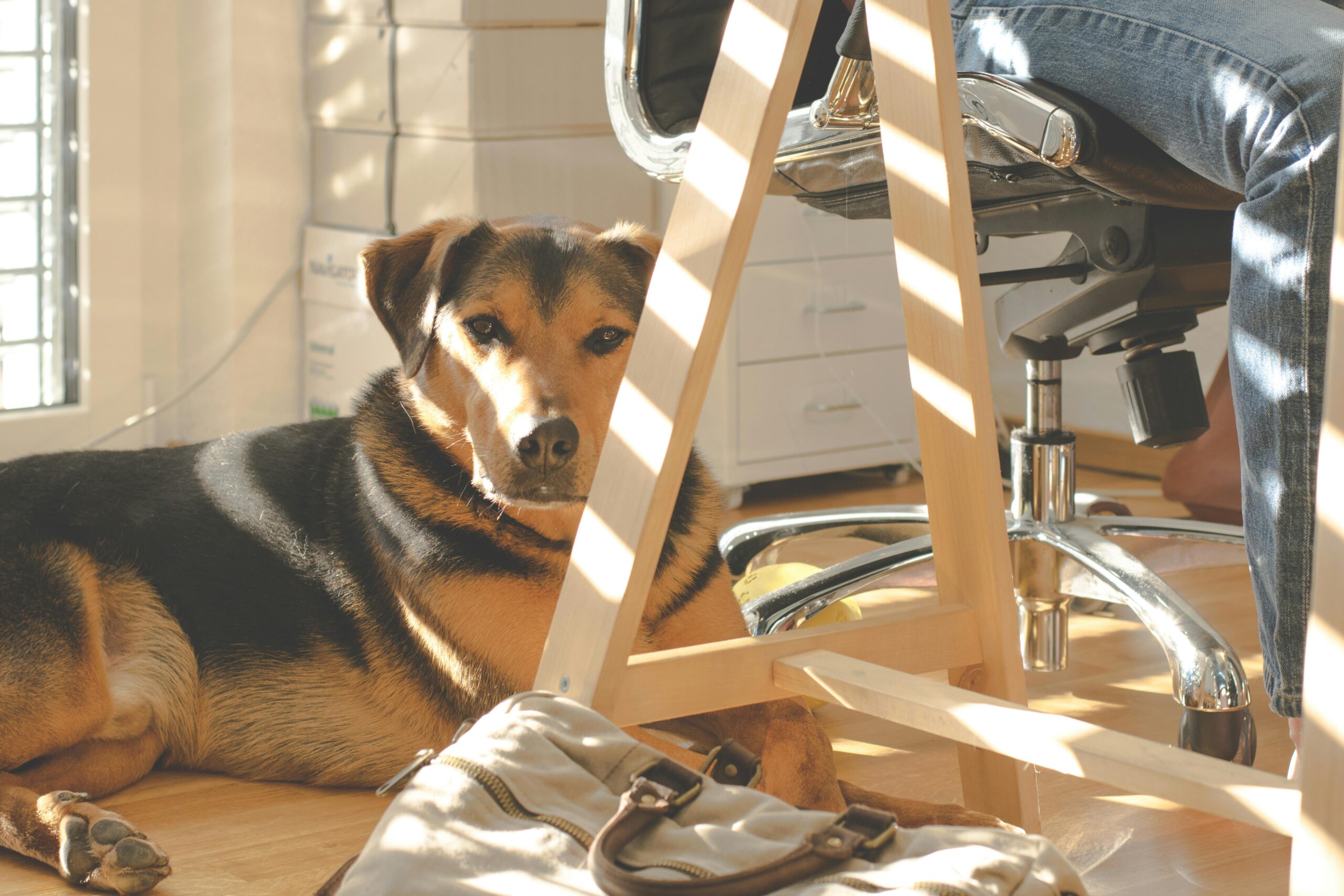 Werken met honden