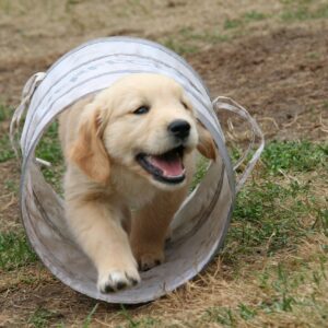 🐶 Pakket “Diepe Verbinding met je Hond”