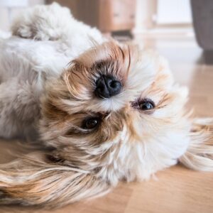 E-book: Help je Hond bij Verlatingsangst – Slechts €3 excl. btw