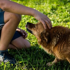 Traject: Begrijp en verbeter het gedrag van je hond