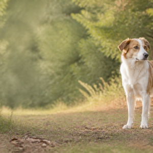 Online cursus: Verdieping lichaamstaal van de hond