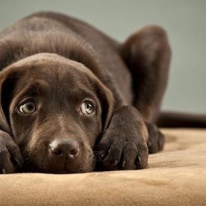Hochsensibilität bei Hunden (e-book)